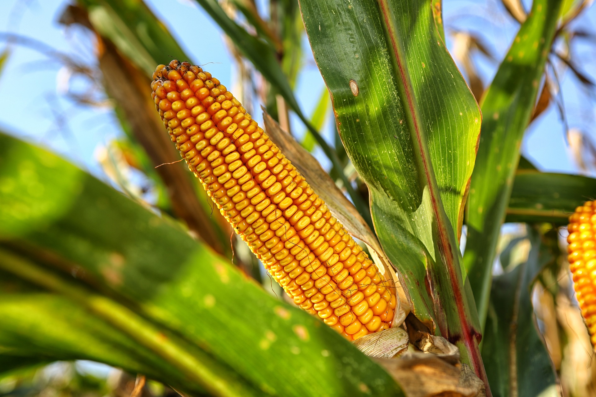 PZPRZ zwraca uwagę na sprzeczność w zapisach dotyczących GAEC 6 i metodyki uprawy kukurydzy w Integrowanej Produkcji